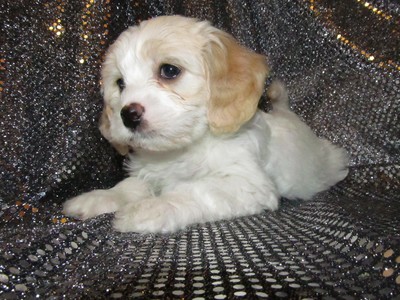 Female Cavachon Puppy for sale #35 Born October 21st 2012|Ready December 2012|Christmas Puppies 2012